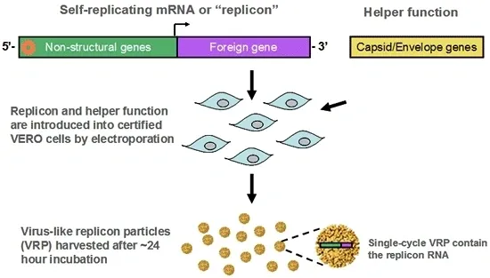 Diagram showing virus-like replicon particles production.